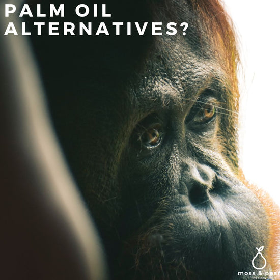 Oranguntan sitting quietly looking sad- palm oil alternatives